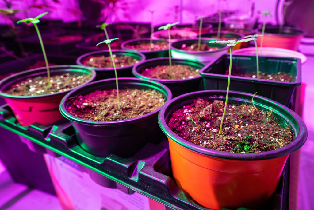 Cannabis-Sämlinge, LED-Beleuchtung