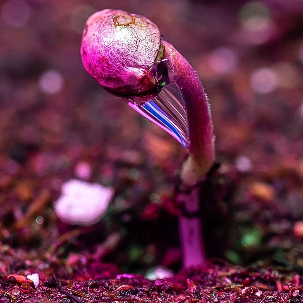 Cannabissamen sprießt