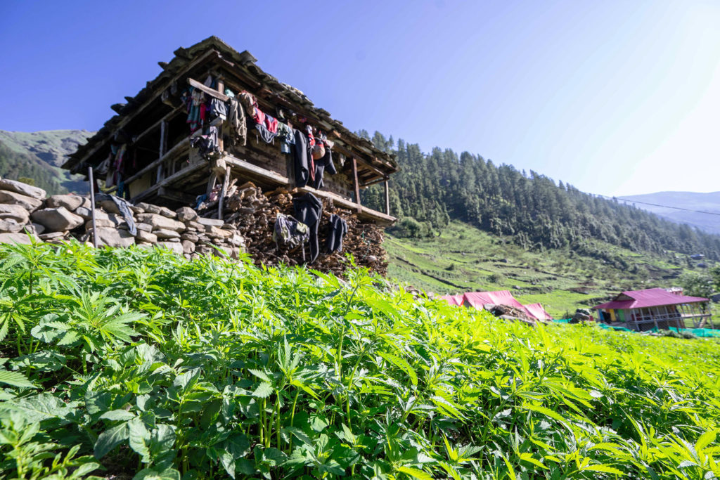 Landrassen-Cannabis, Malana, Indien