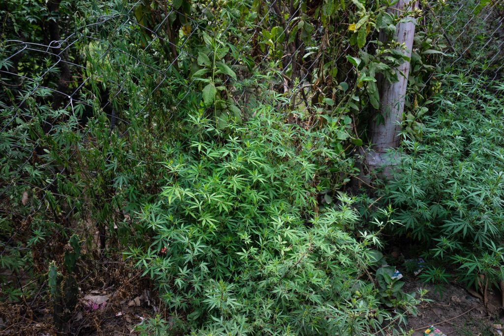 Wildes Cannabis, Malana