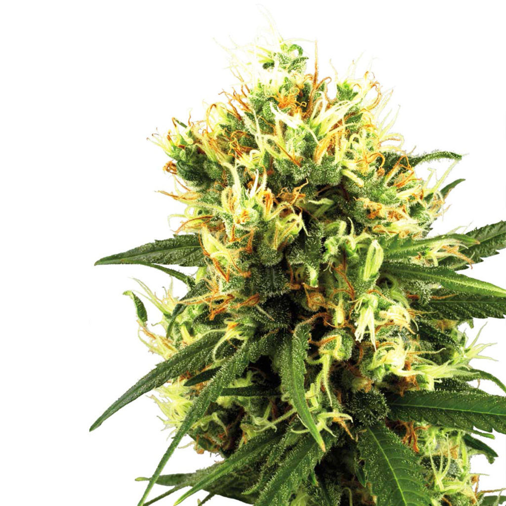 The 5 best autoflower cannabis seeds from Sensi Seeds Sensi Seeds