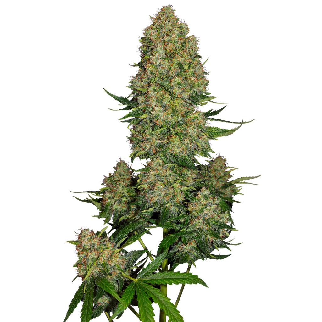 Skunk # 1 Cannabis à fleurs automatiques sur le fond blanc