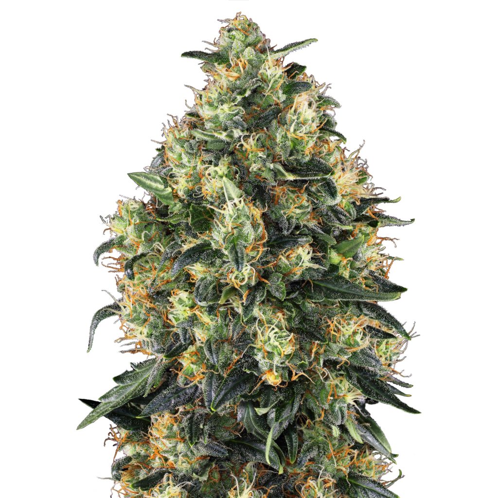 Super Skunk Automatic Bud sur l'arrière-plan blanc