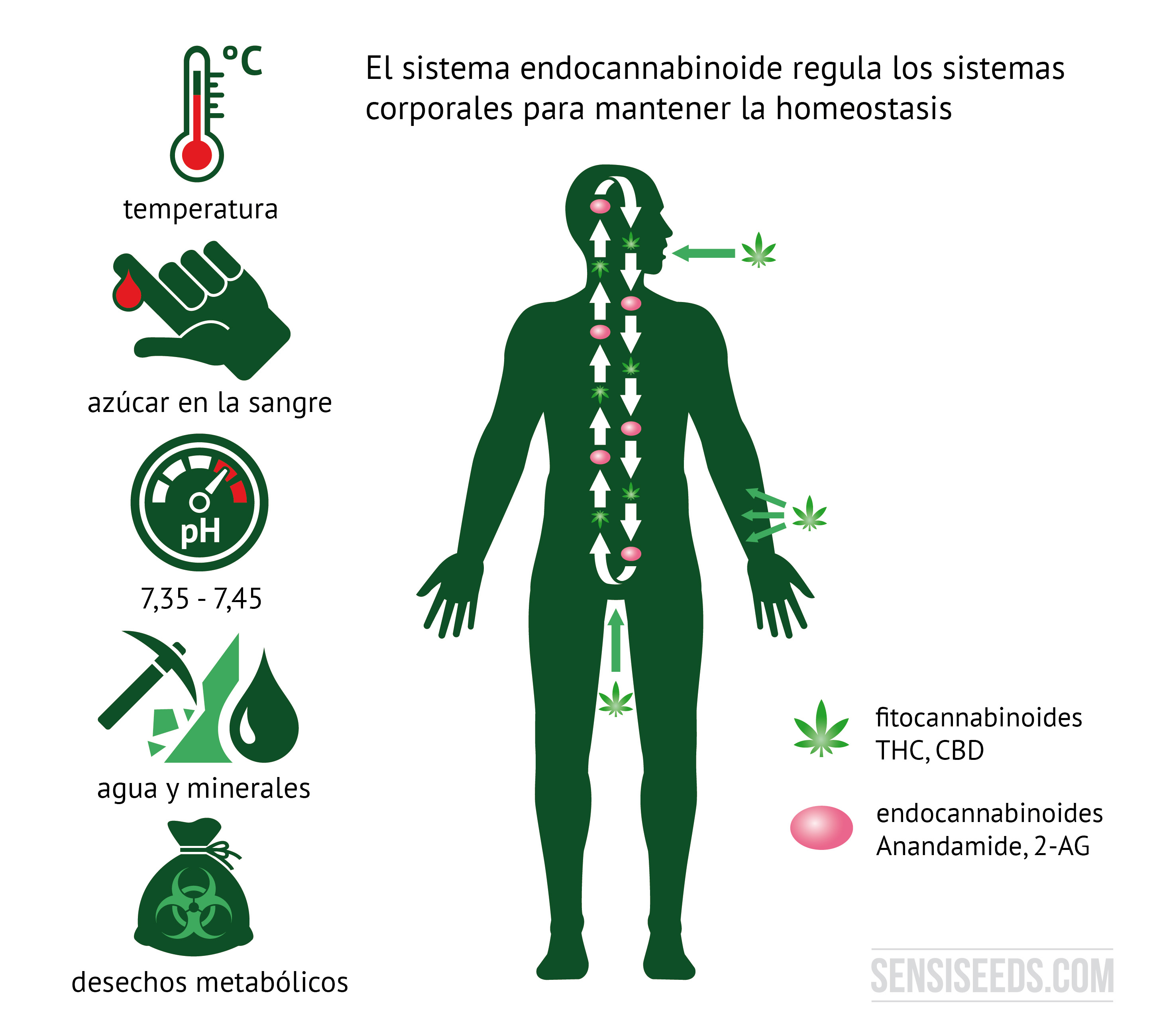 Anandamida, el endocannabinoide que nos hace felices