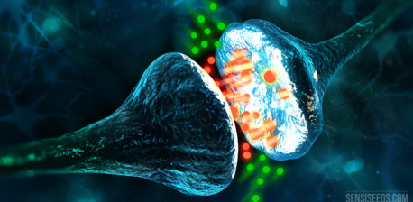 Animation of two neurons with endocannabinoids in between