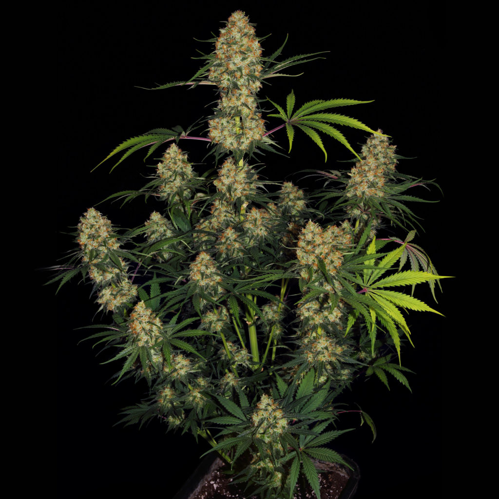 Photograph of a flowering plant of the Hindu Kush cannabis strain against a black background.