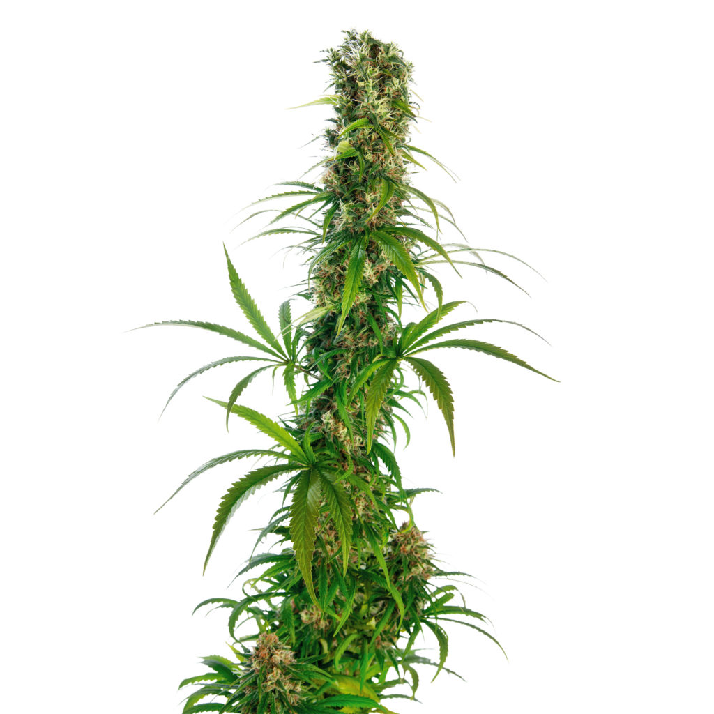 Close-up of a flowering spike of the Michka® cannabis variety against a white background.