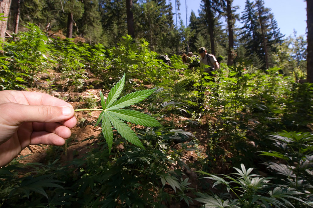 Een persoon die een cannabisblad in het bos houdt