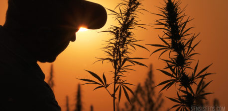 Silhouettes de plantes de cannabis et un homme devant le soleil couchant