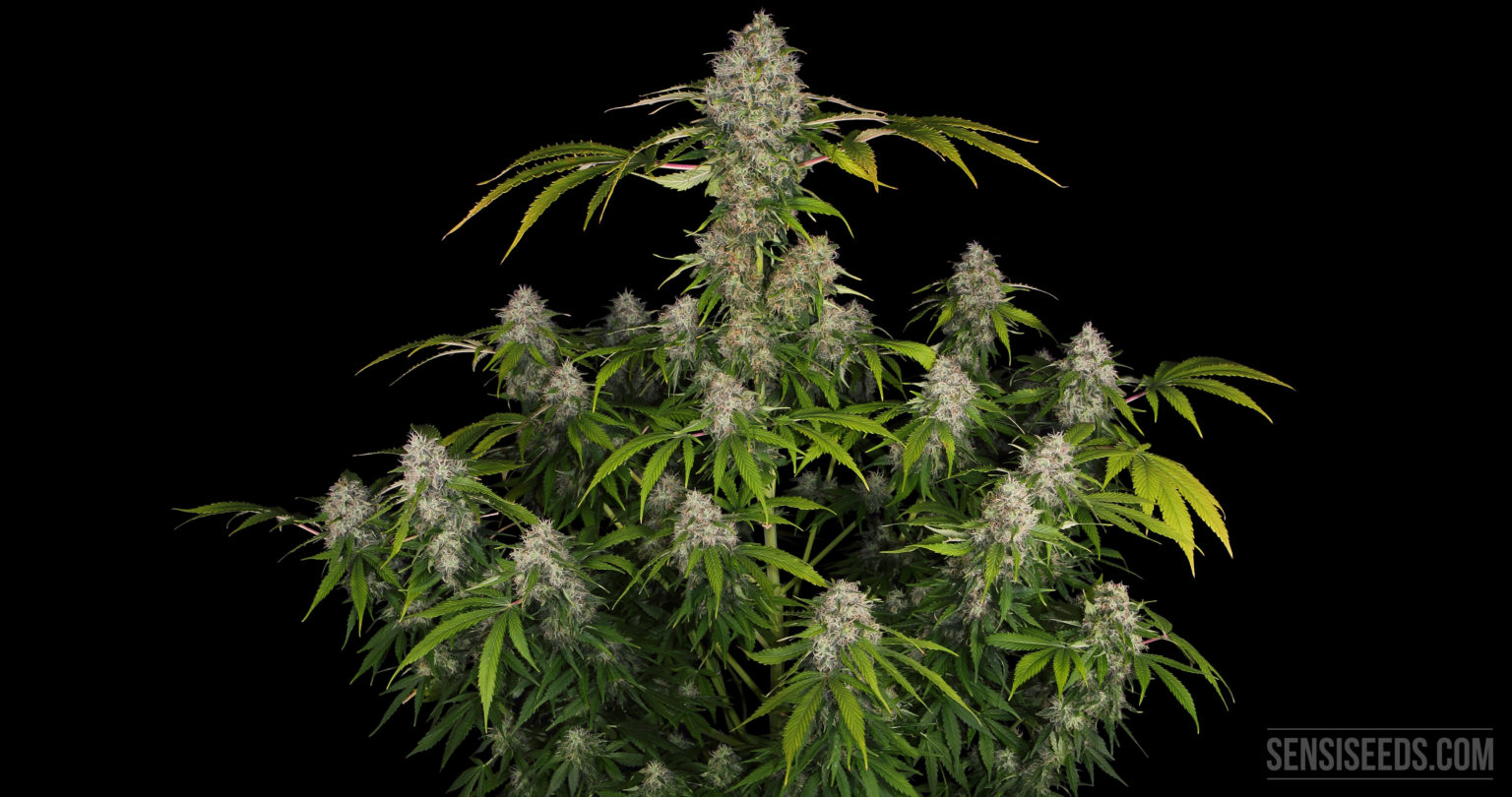 Black-Domina-strain-story-SensiSeeds-3-2