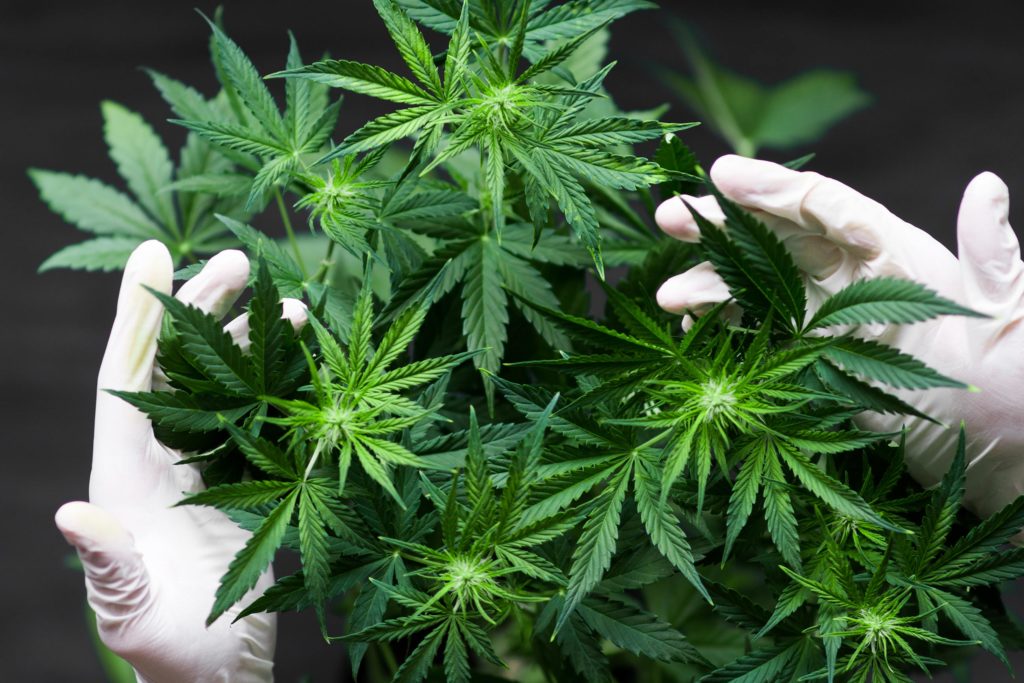 A person with white gloves holding a cannabis plant