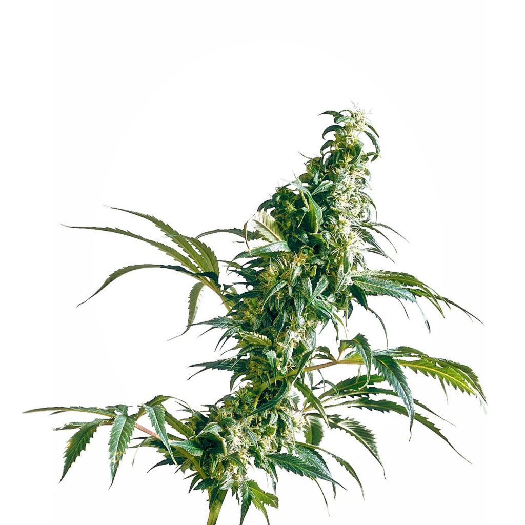 Une plante de cannabis contre le fond blanc