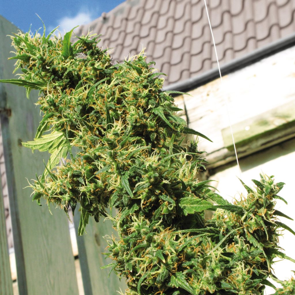 Jamaicaanse parelcannabis plant groeit in de tuin