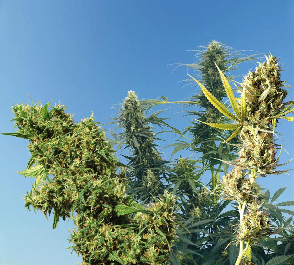 Cannabis plants against the blue sky in the background