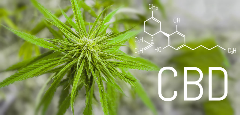 Een chemische formule van CBD tegen de achtergrond van de cannabis bladeren