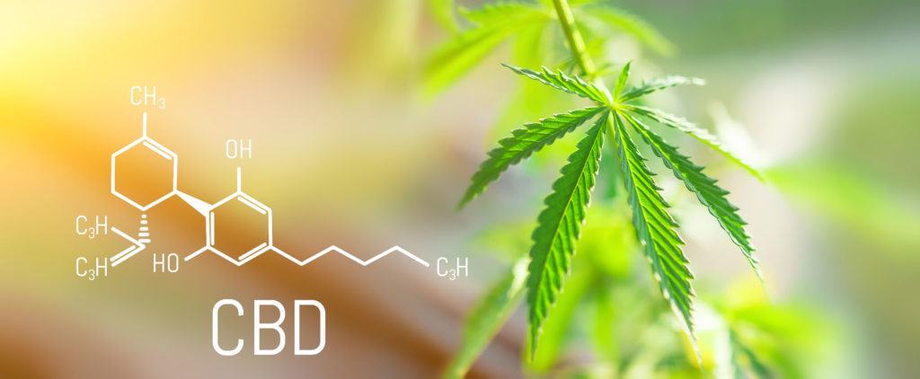 The chemical makeup of CBD next to a cannabis plant