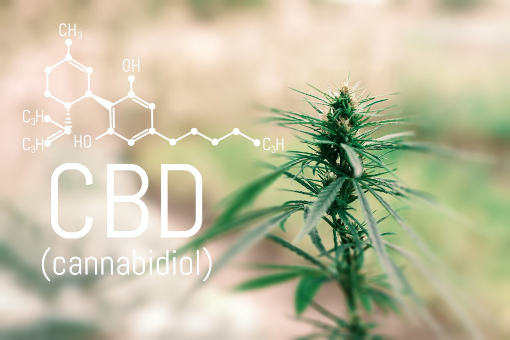 The chemical formula of CBD and a cannabis plant