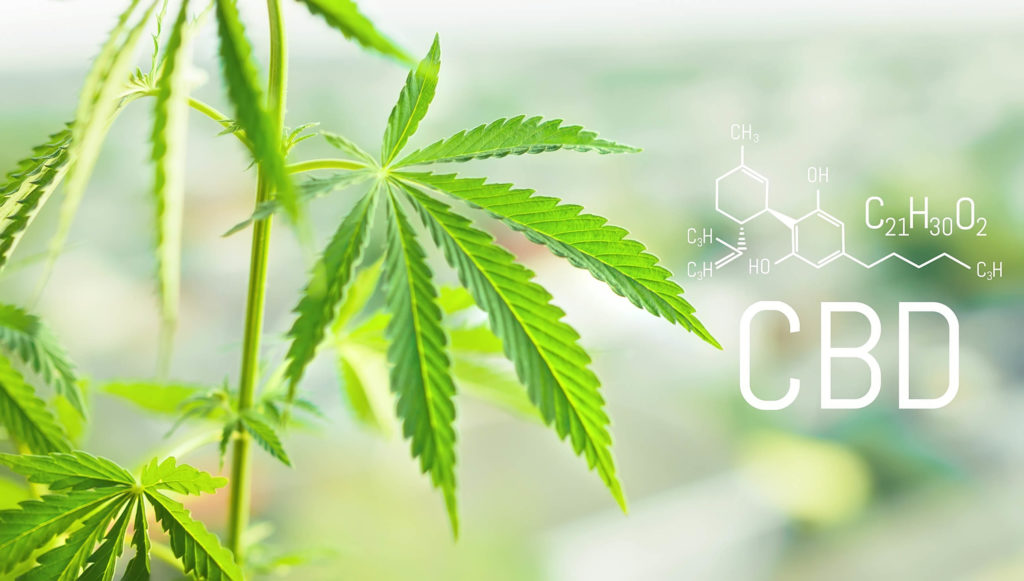 The chemical formula of CBD and a cannabis plant