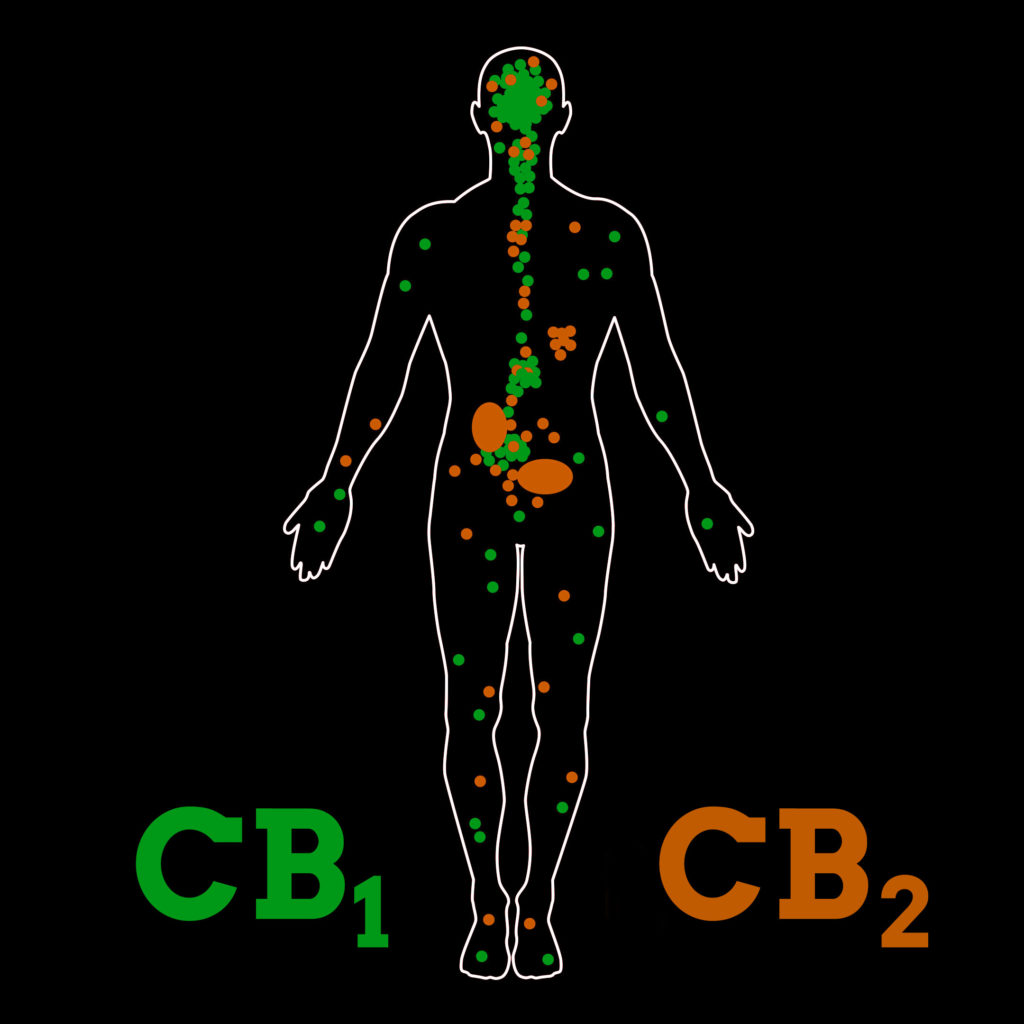 A human body with CB1 receptors marked in green and CB2 receptors marked in orange