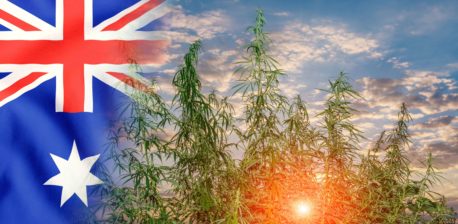 The Australian flag and cannabis plants