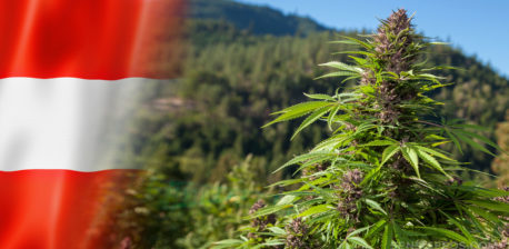 The Austrian flag and cannabis plants