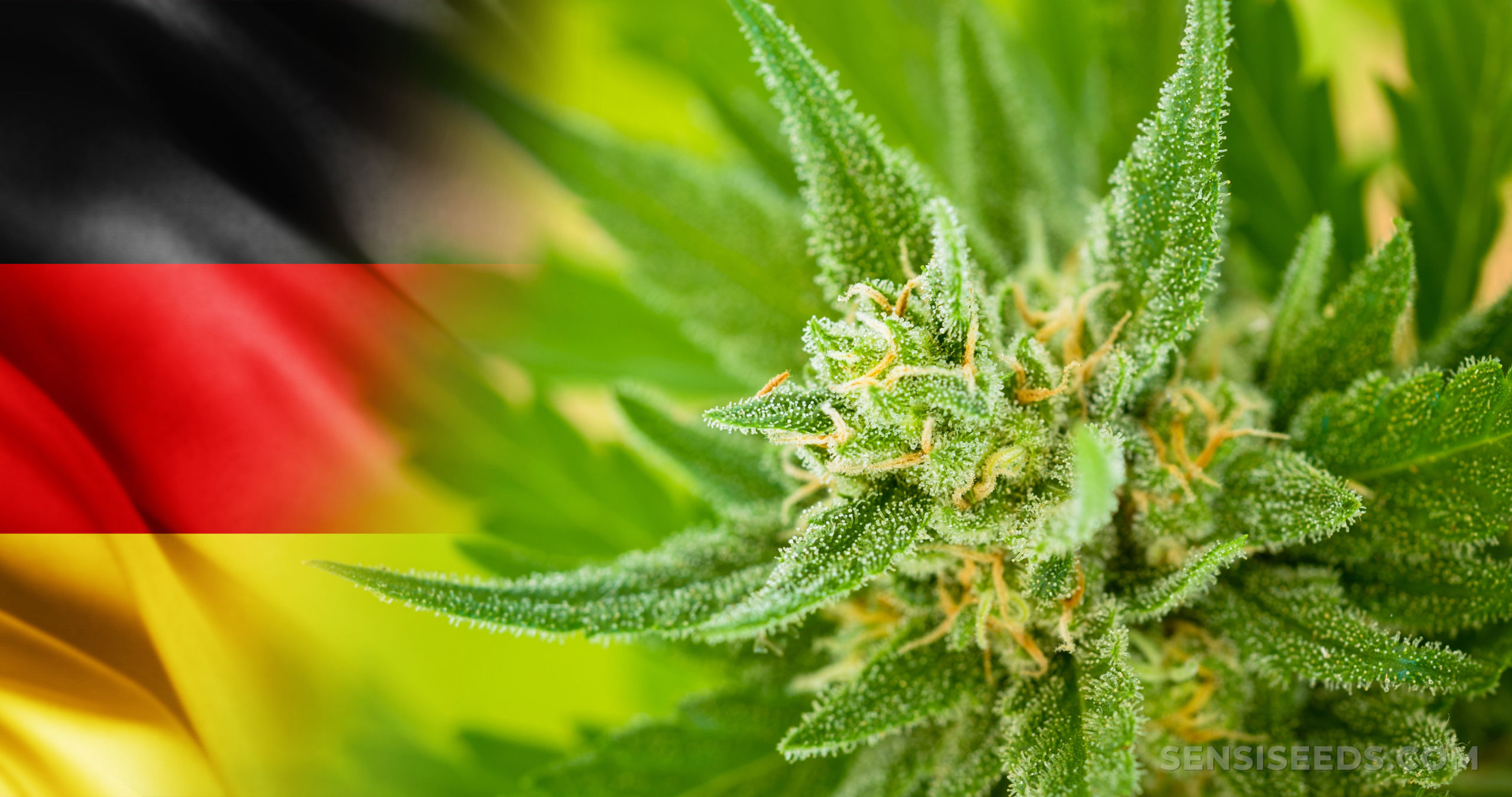 Cannabis in Germany – Laws, Uses, and More Info - Sensi Seeds