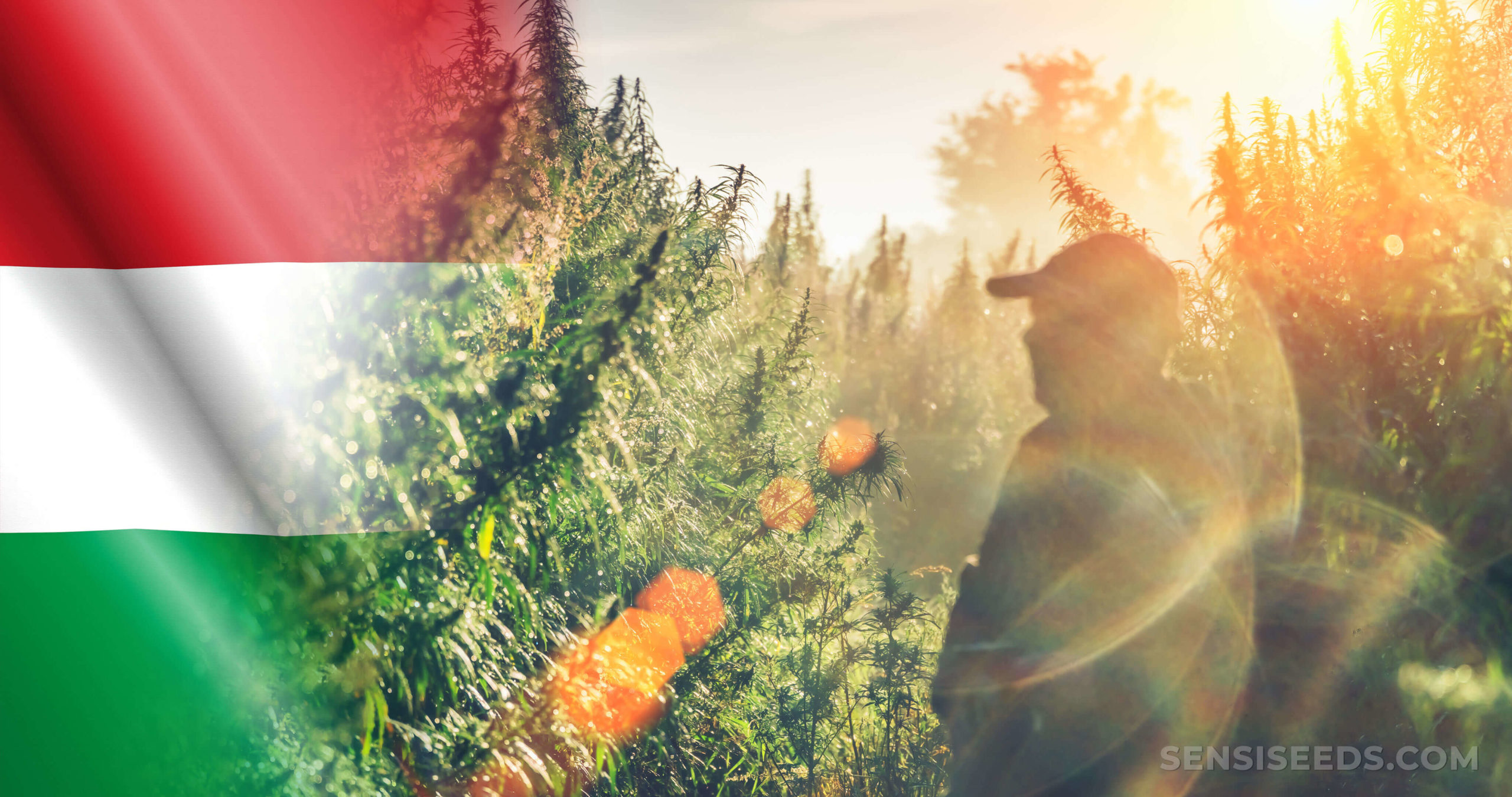 The Hungarian flag and a man standing in a cannabis field