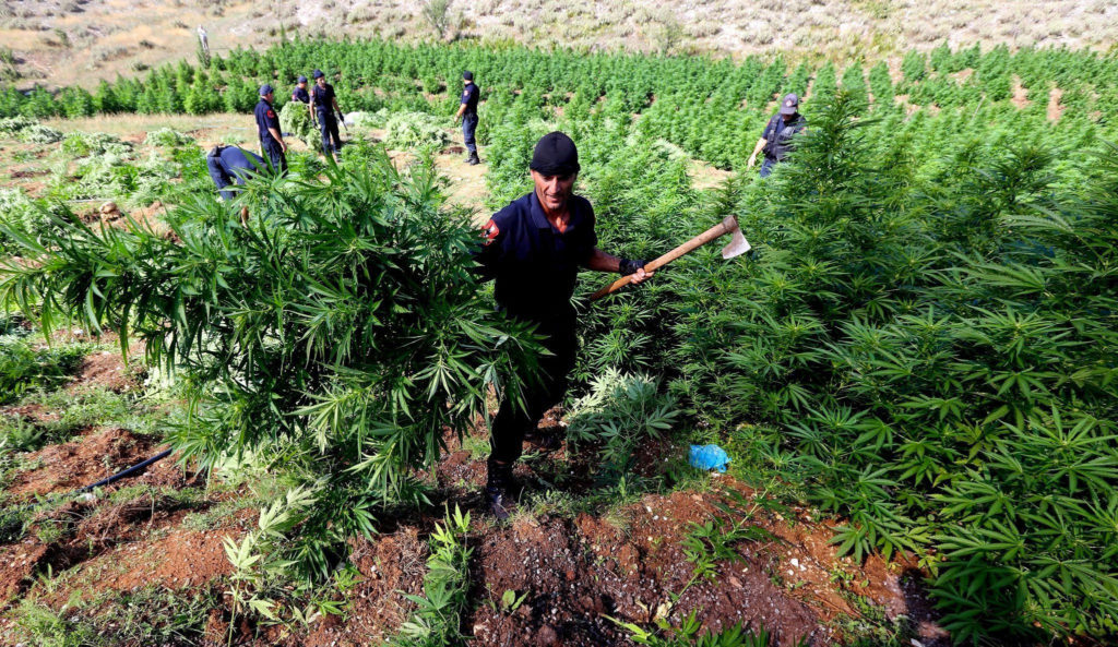 Arbeiter, die Cannabis-Pflanzen draußen ernten