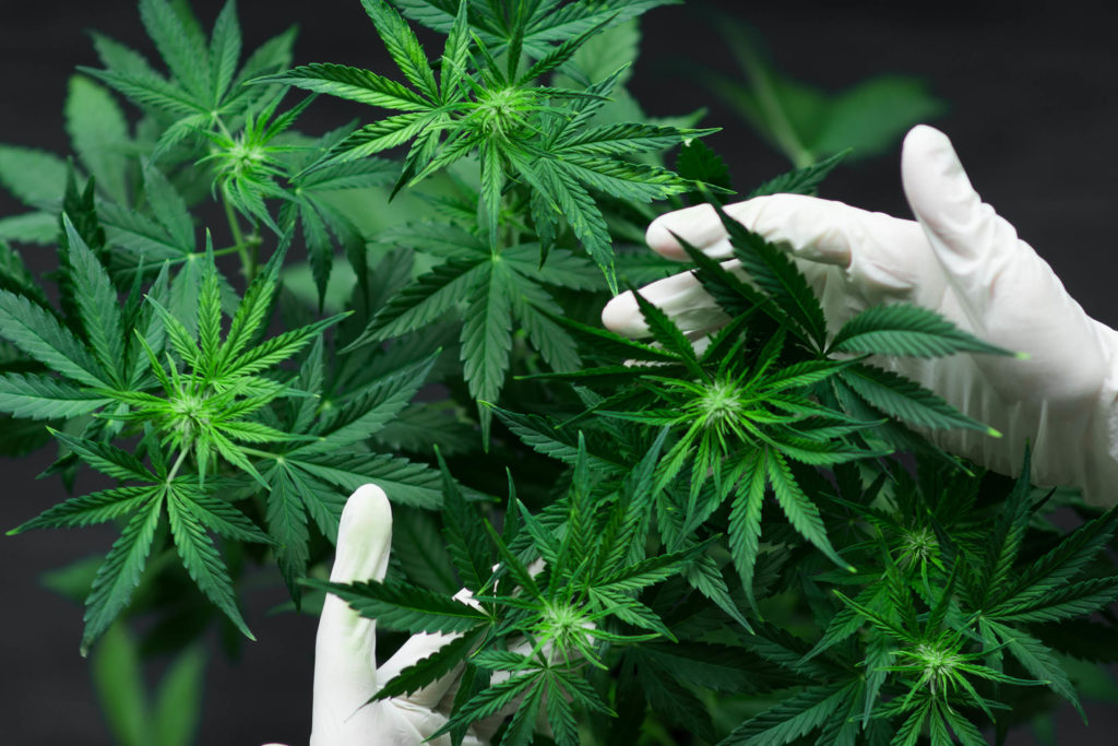 Wit-gehandschoende handen inspecteren een cannabisplant