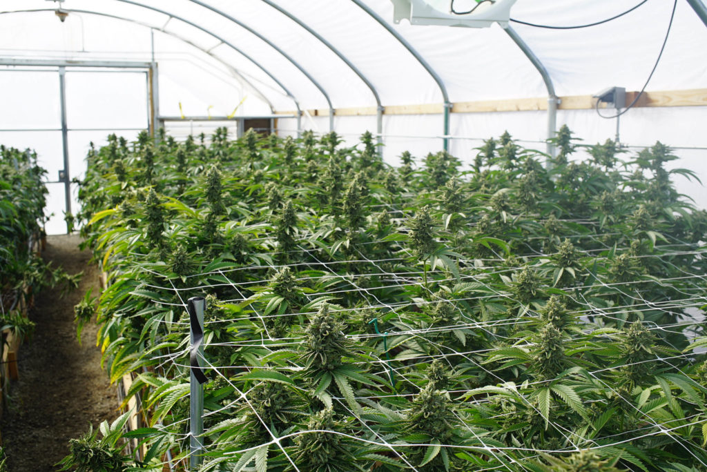 Cannabis plants in cages growing inside a tent