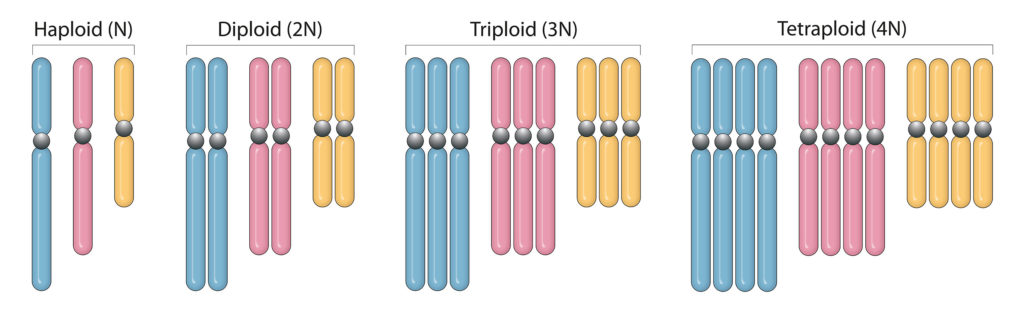 Células haploides, células diploides, células triploides y células tetraploides.