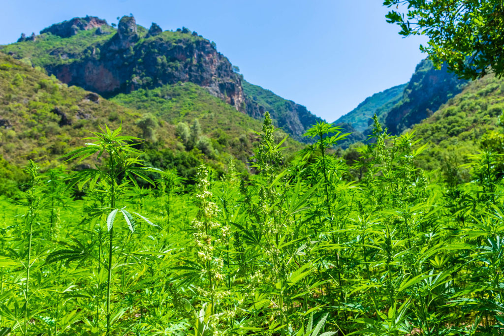 A field of cannabis plants against a mountain range 