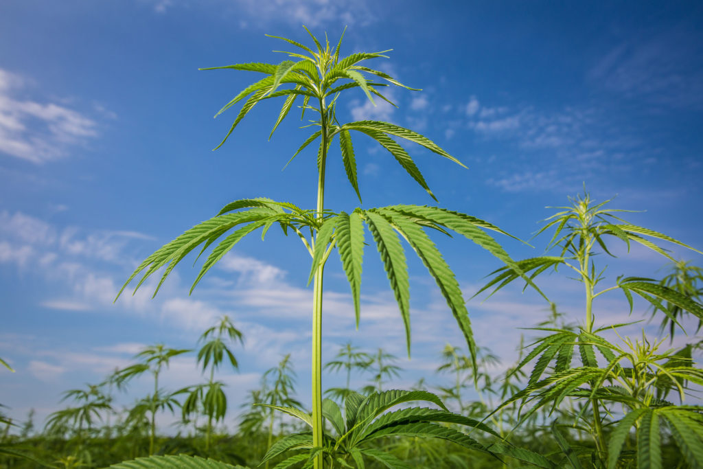 Een cannabisplant groeit in een veld tegen een blauwe hemel