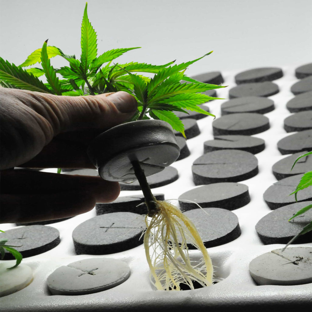 A person removing a cannabis seedling from a hydroponic clone set-up