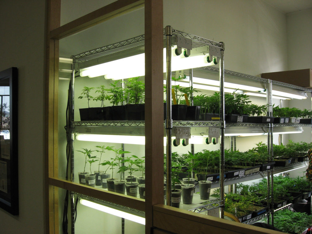 Cannabis plants in pots on a shelfs in indoor grow space