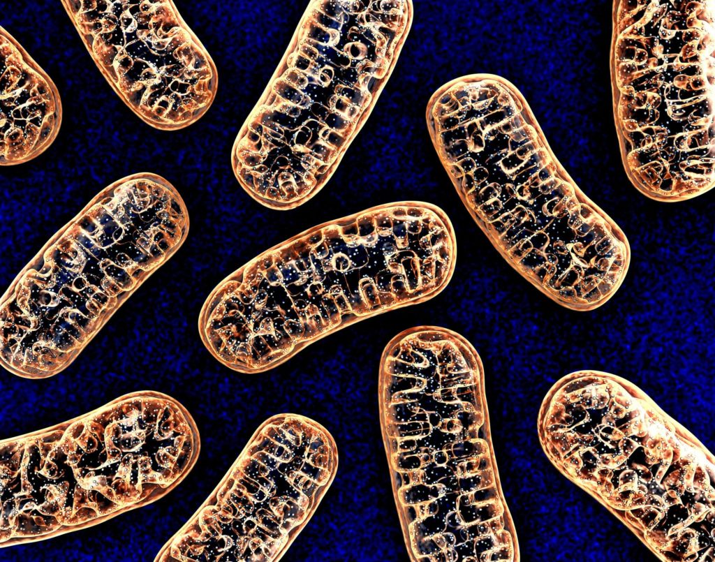 Some mitochondria cells against a blue background