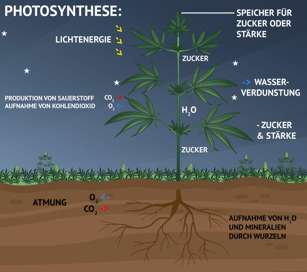 Photosynthese was passiert in der Dunkelphase?  Sensi Seeds