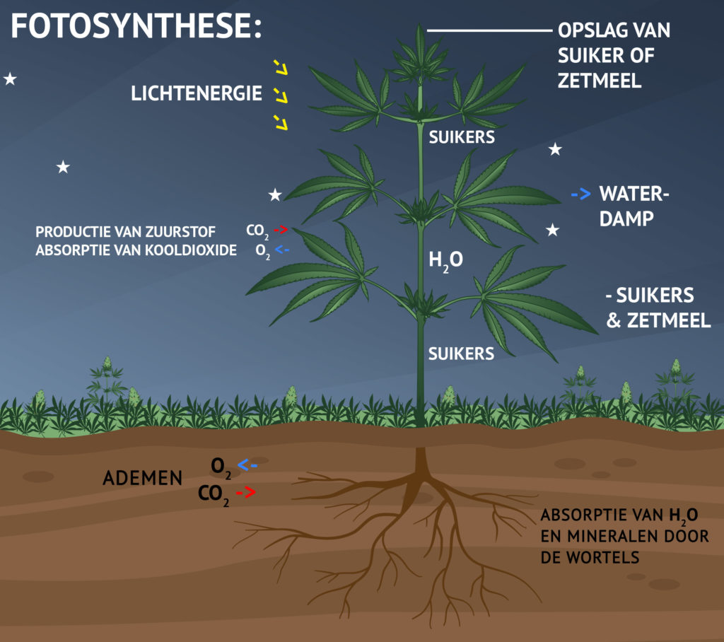 Geanimeerde illustratie van fotosynthese met cannabisinstallatie in de bodem 's nachts