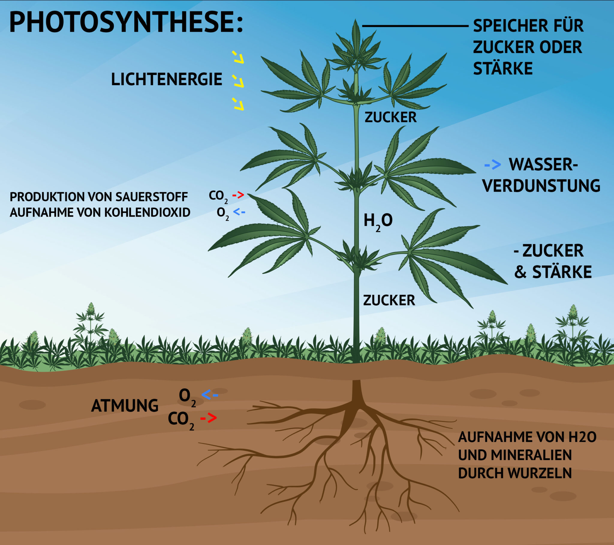 Was Passiert Bei Einer Photosynthese