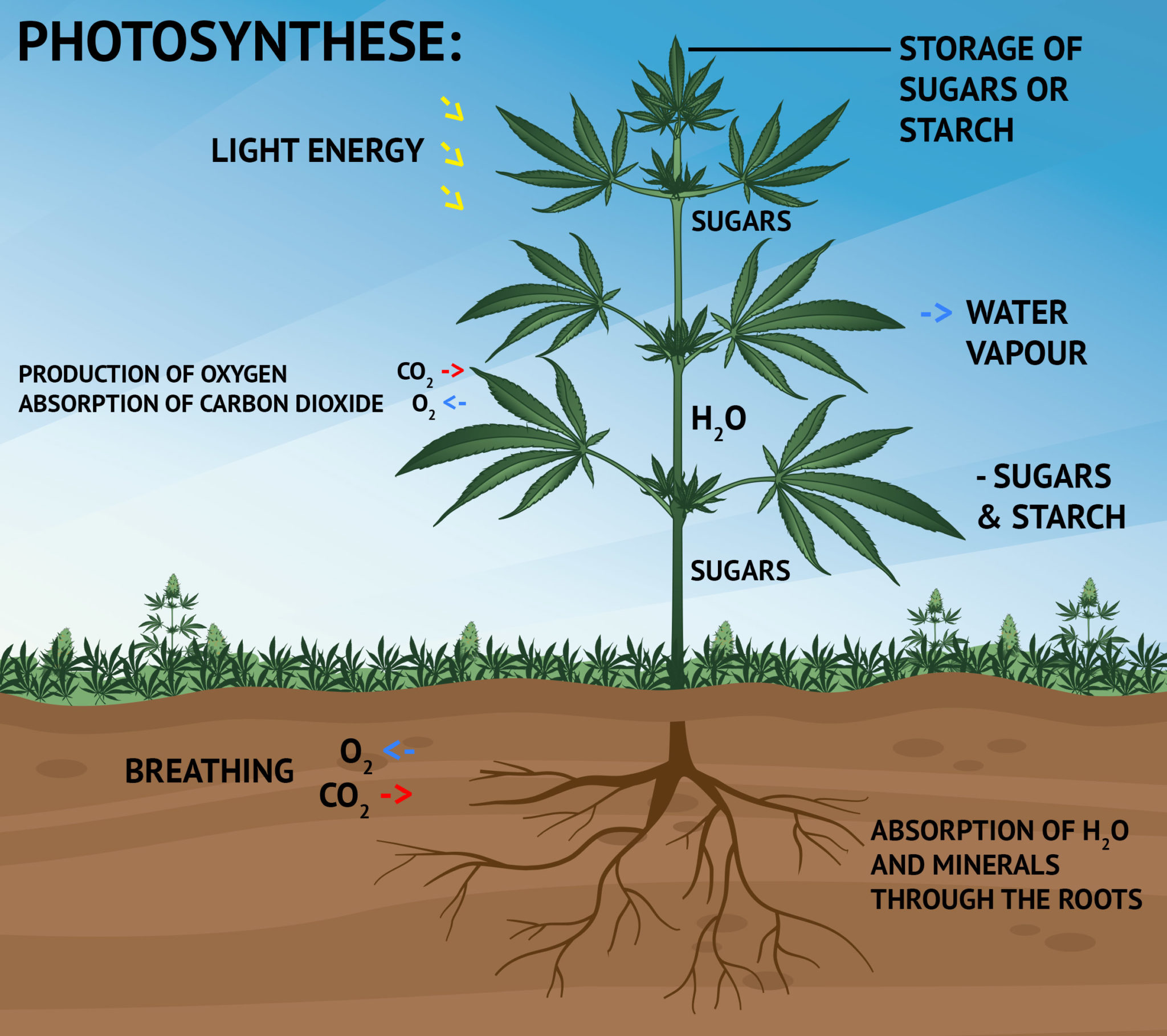 photosynthesis light research paper