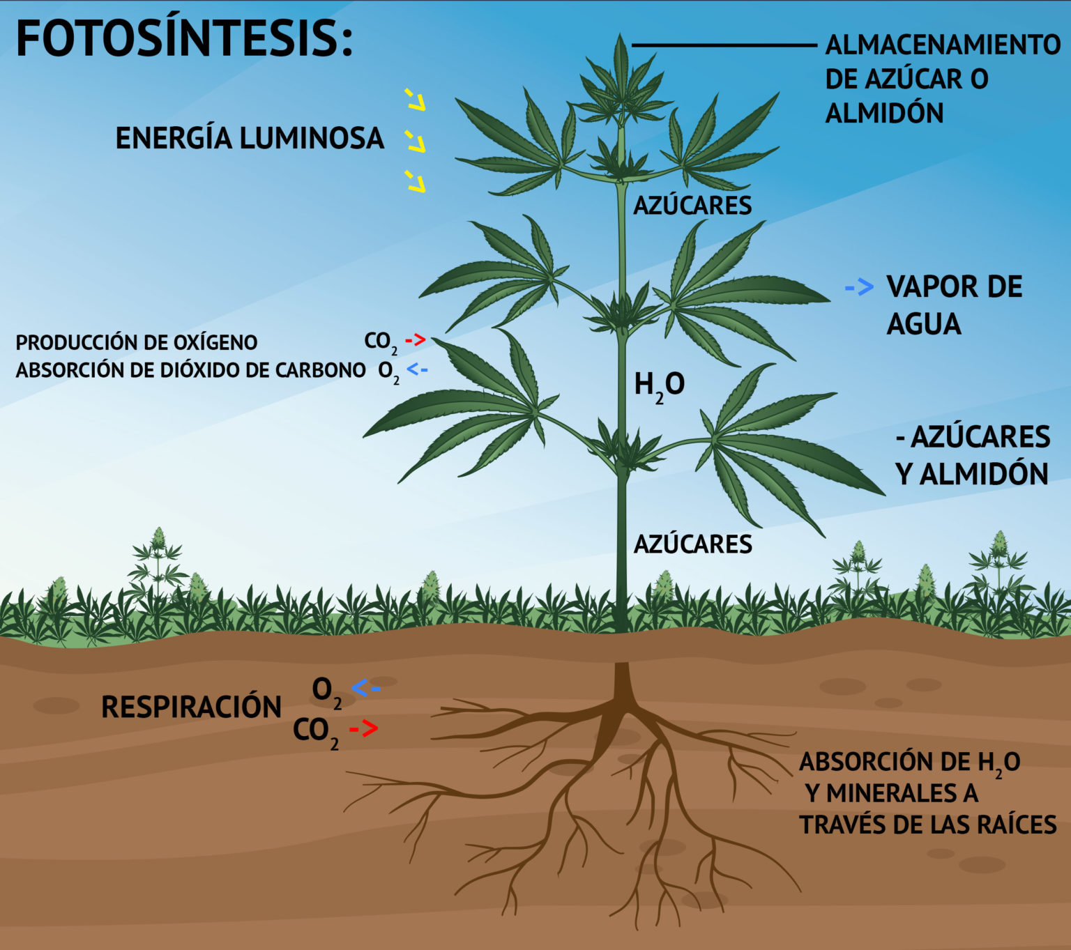 Fotosíntesis: ¿Qué Ocurre Durante La Fase Luminosa? - Sensi Seeds