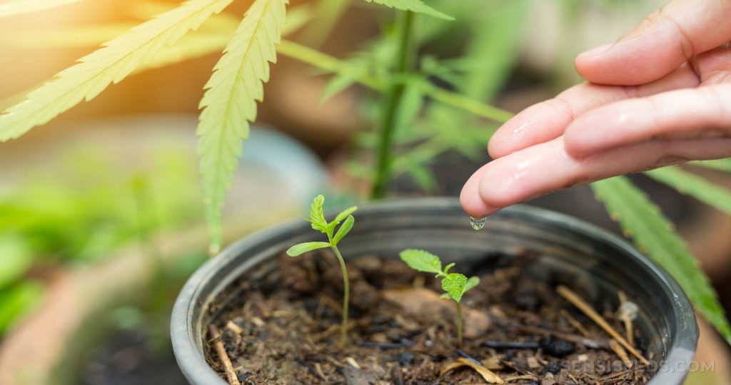 Best Soil for Growing Cannabis Plants Outdoors - Sensi Seeds