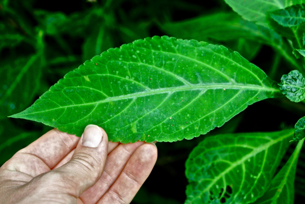 how to identify salvia divinorum