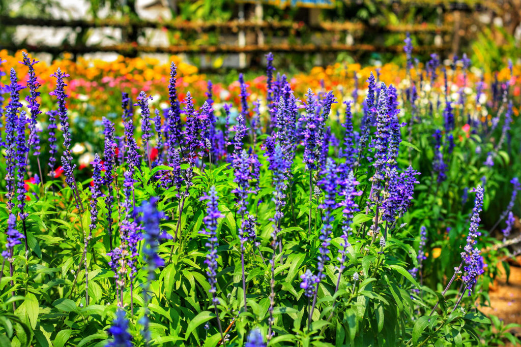 Salvia Divinorum Purple Flowers