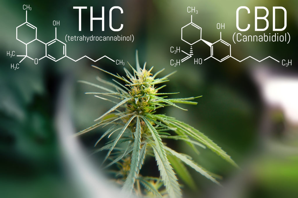 The chemical makeup of THC and CBD and a cannabis plant