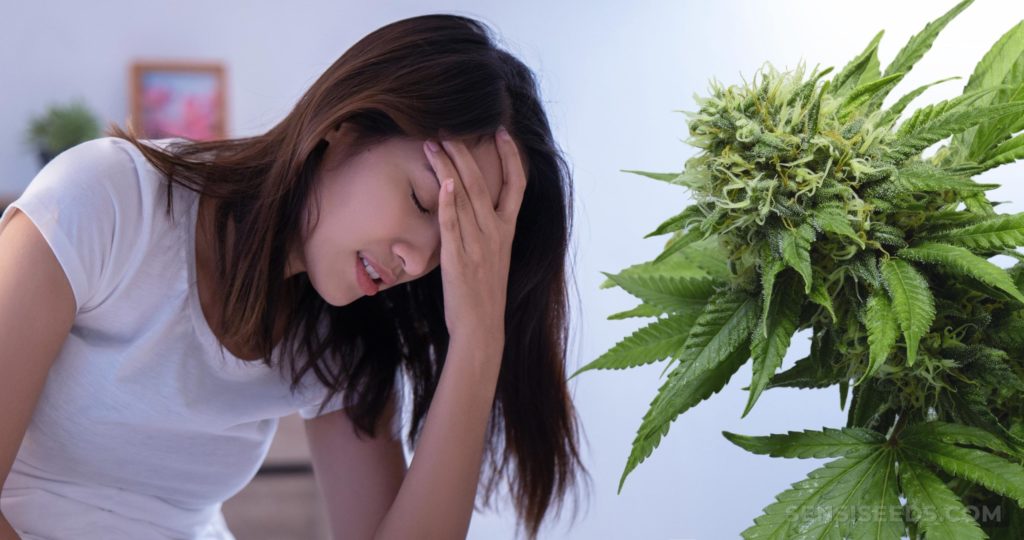 A woman with migraine holding her head and a cannabis flower