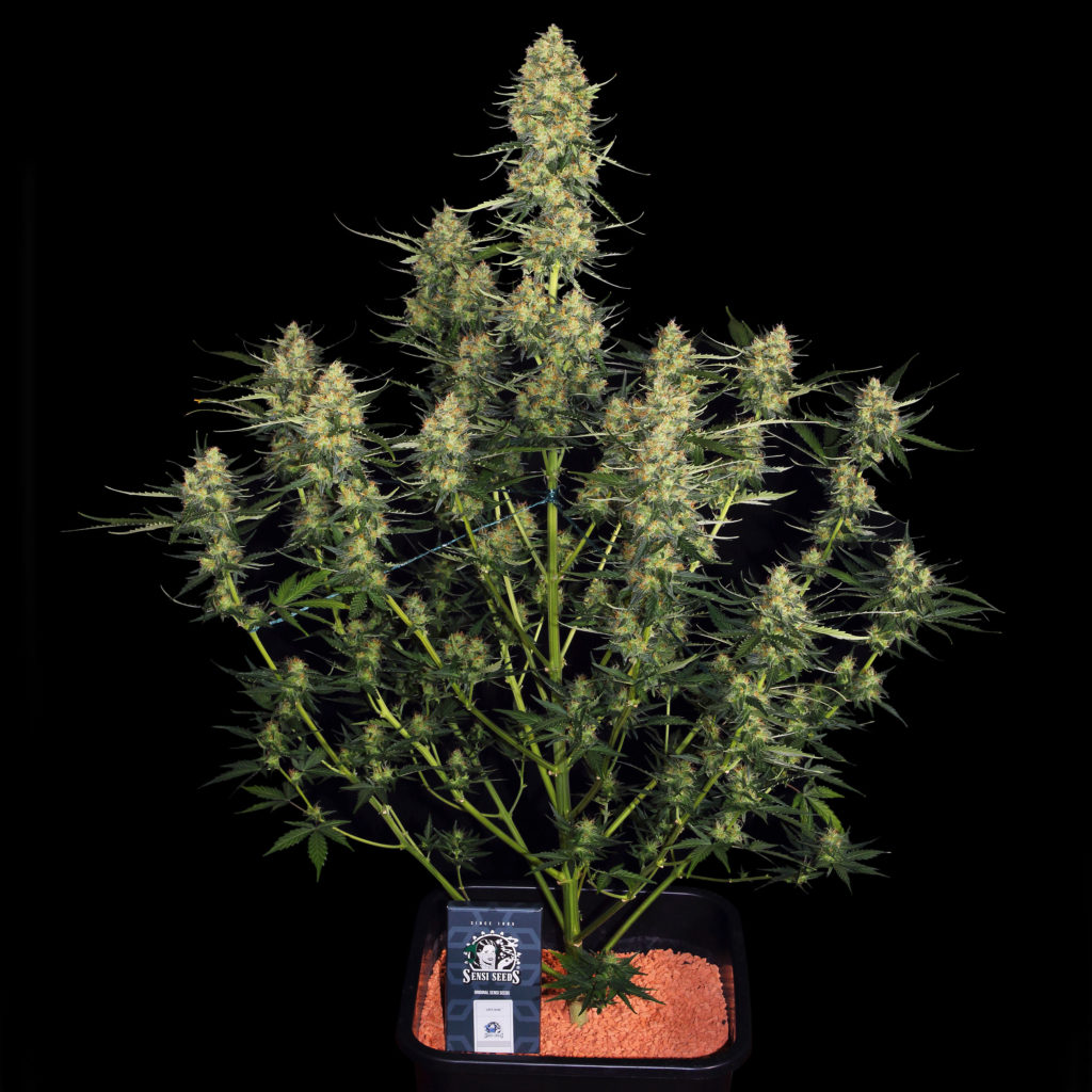 An autoflowering cannabis plant