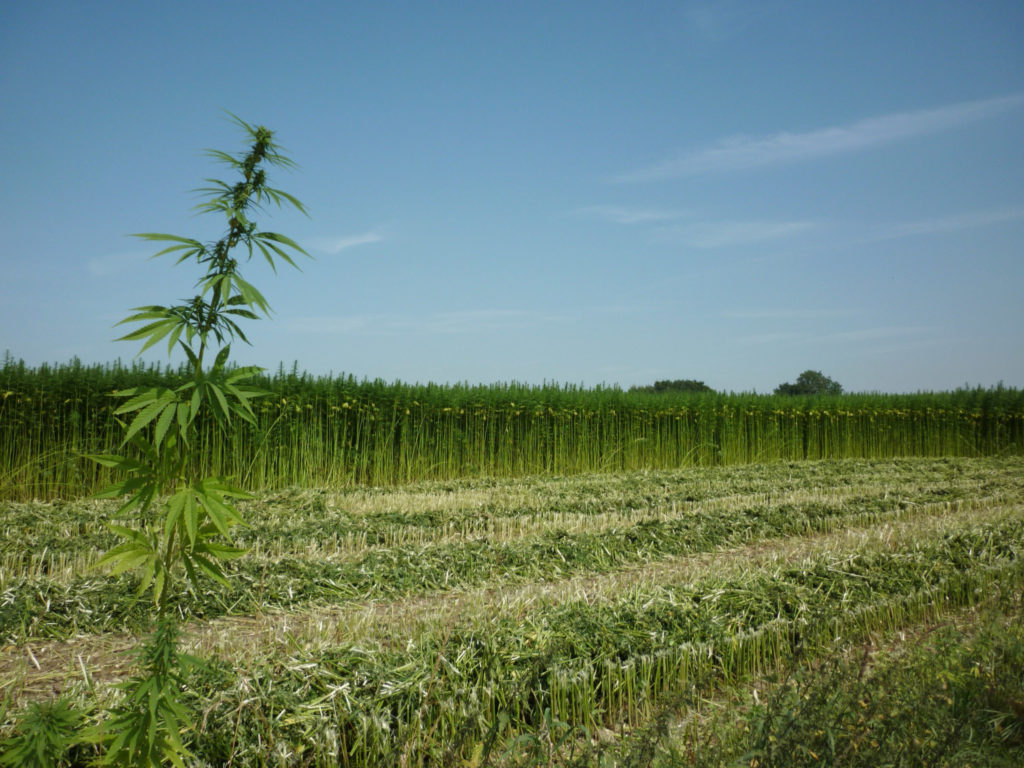 Hanfanlagen, die in einem Feld wachsen