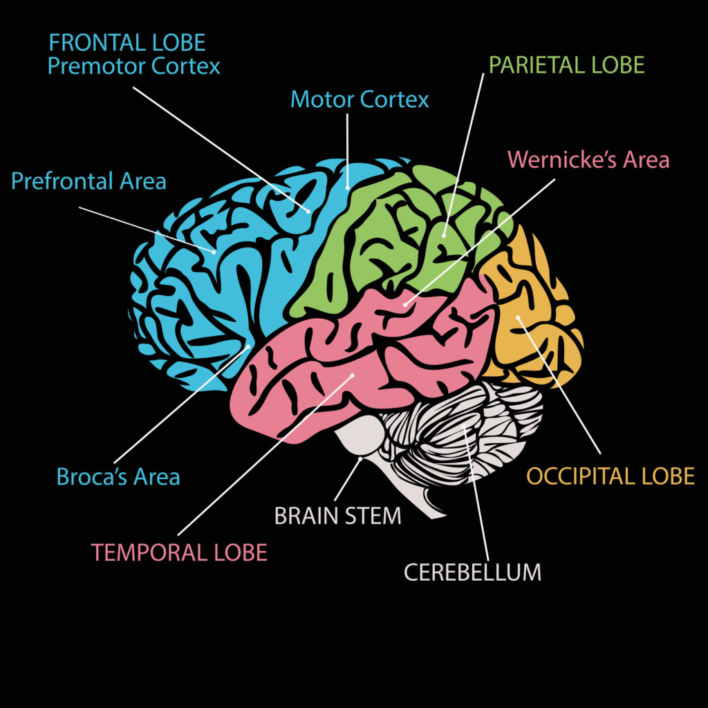 Illustration of the brain with with it’s areas of it colored in differently