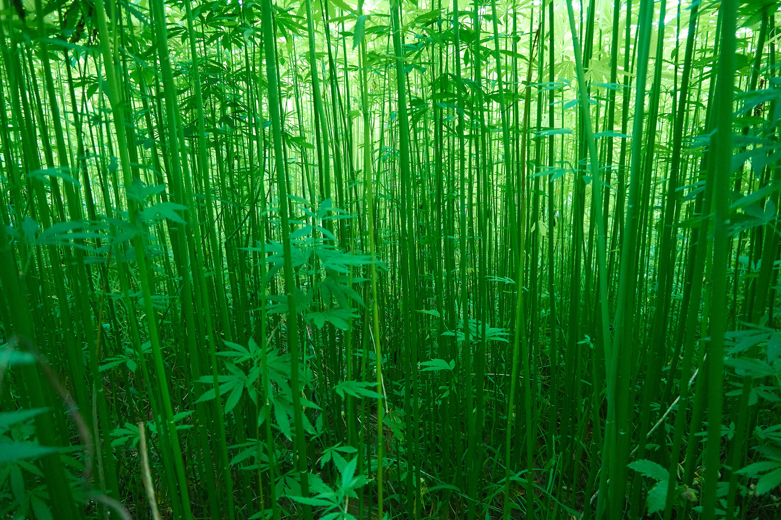 Un campo de plantas de cáñamo